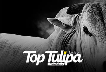 LEILÃO TOP TULIPA - EDIÇÃO ORIGENS